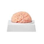 Modèle anatomique du cerveau humain