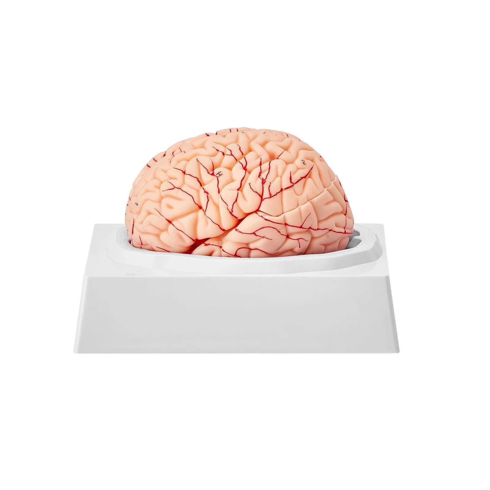 anatomique du cerveau humain Modèle anatomique du cerveau humain – Image 1