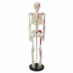 Kit d'anatomie de squelette humain visible 4D