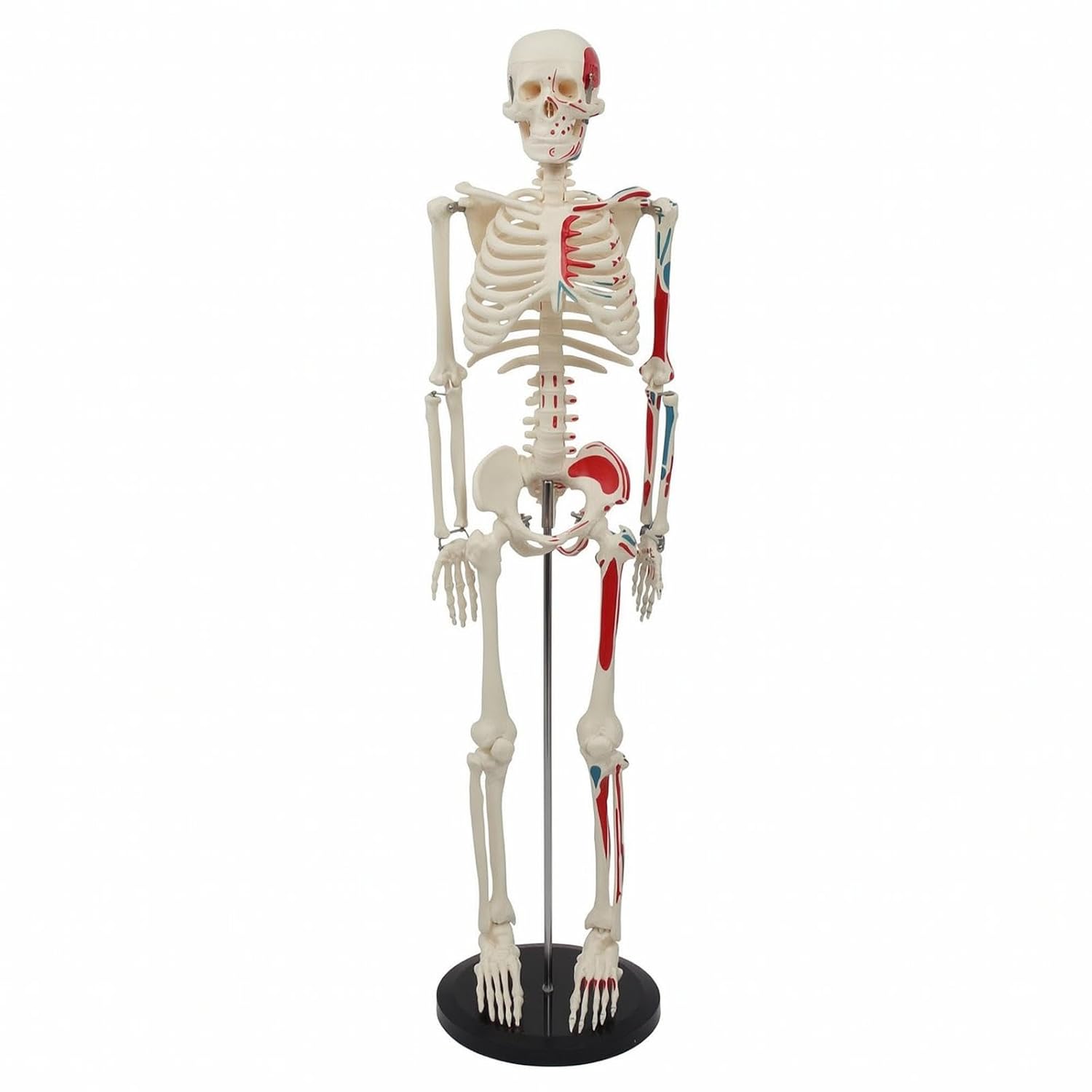 519Pw-VBW0L._SL1500_ Kit d'anatomie de squelette humain visible 4D – Image 1