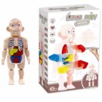 Modèle de corps humain pour enfants