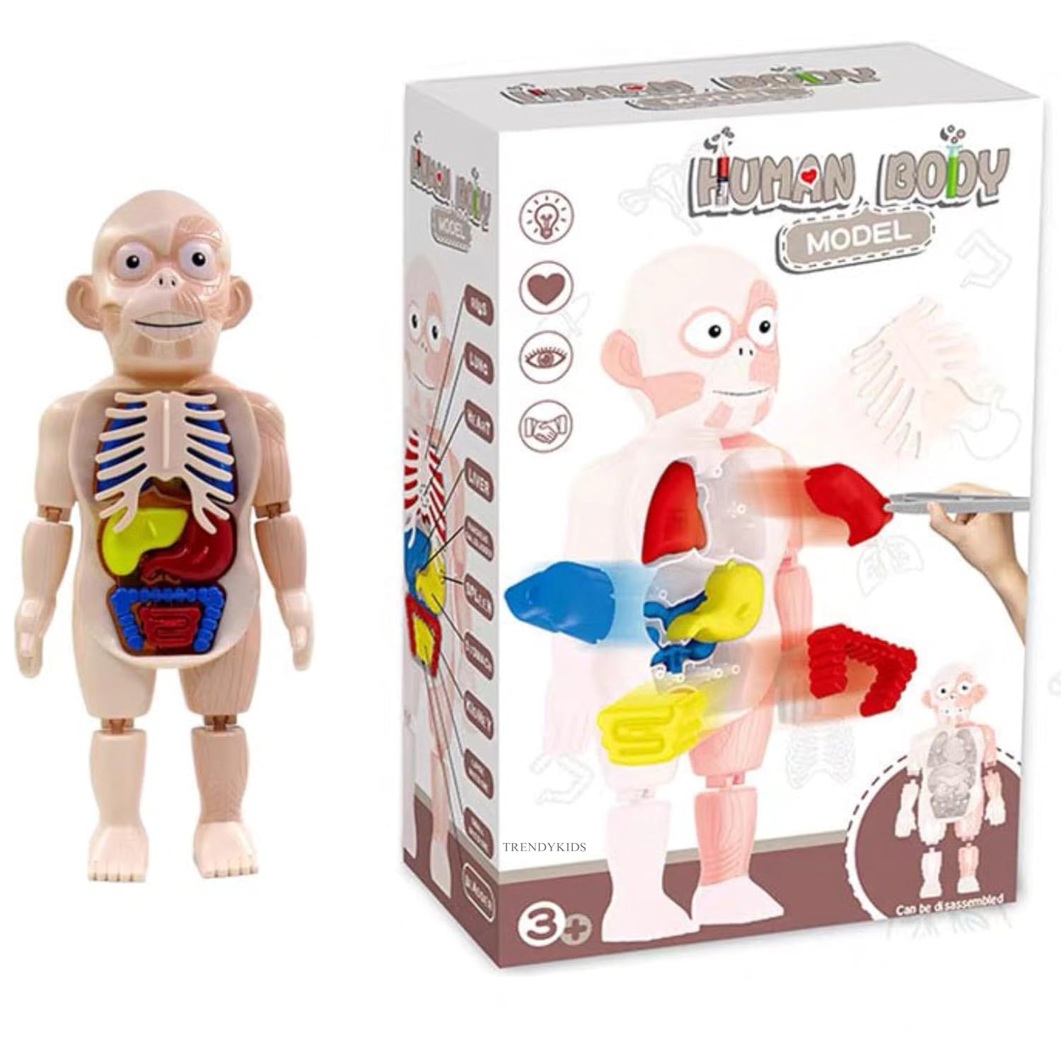 Modèle de corps humain pour enfants Modèle de corps humain pour enfants – Image 1