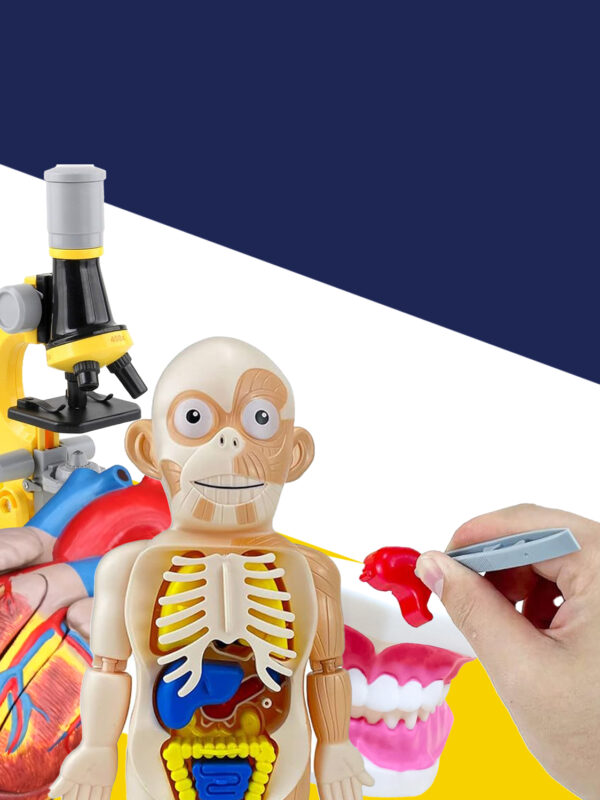 Corps humain : produits éducatifs pour apprendre – Paperclip