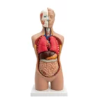 Modèle mannequin d'anatomie du torse humain