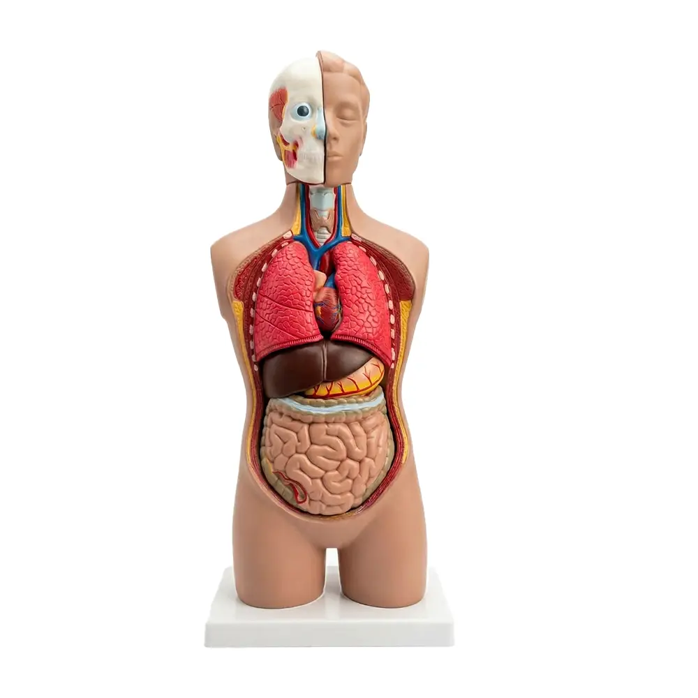 bodaay (1) Modèle mannequin d'anatomie du torse humain – Image 1