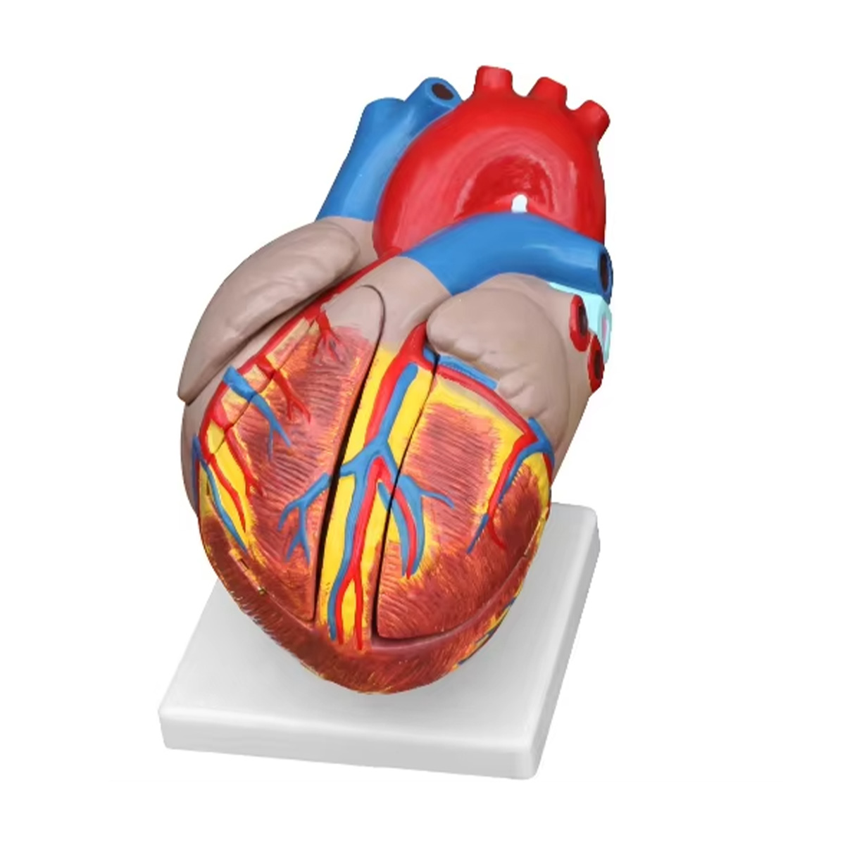 dddsqddfgfd Modèle anatomique de coeur – Image 1